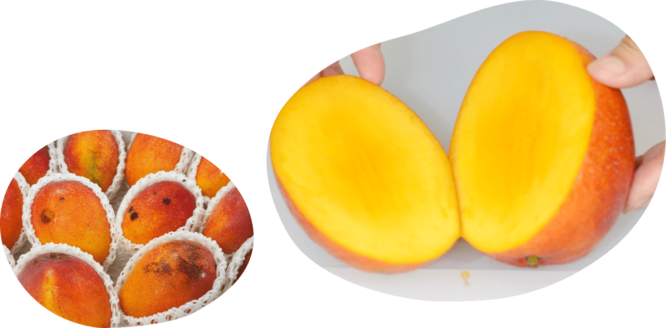 本場沖縄の甘〜いアップルマンゴーが今年も旬を迎えました！