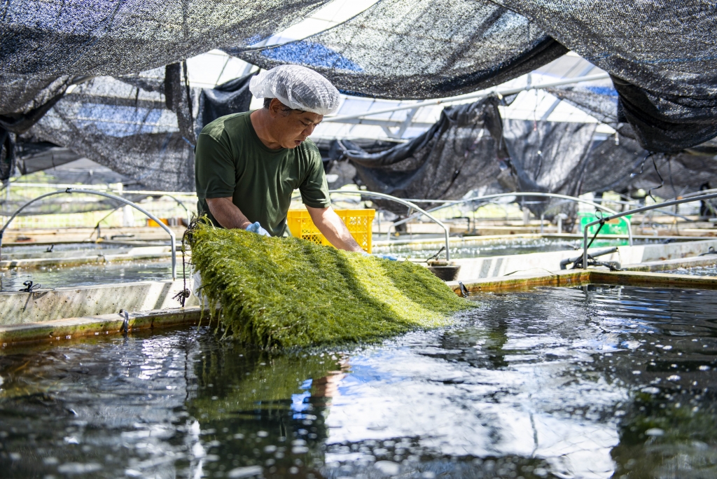 沖縄産直市場の海ぶどう 質の高い海ぶどうを育てられる秘密とは 沖縄産直市場 沖縄のお土産 グルメの専門店