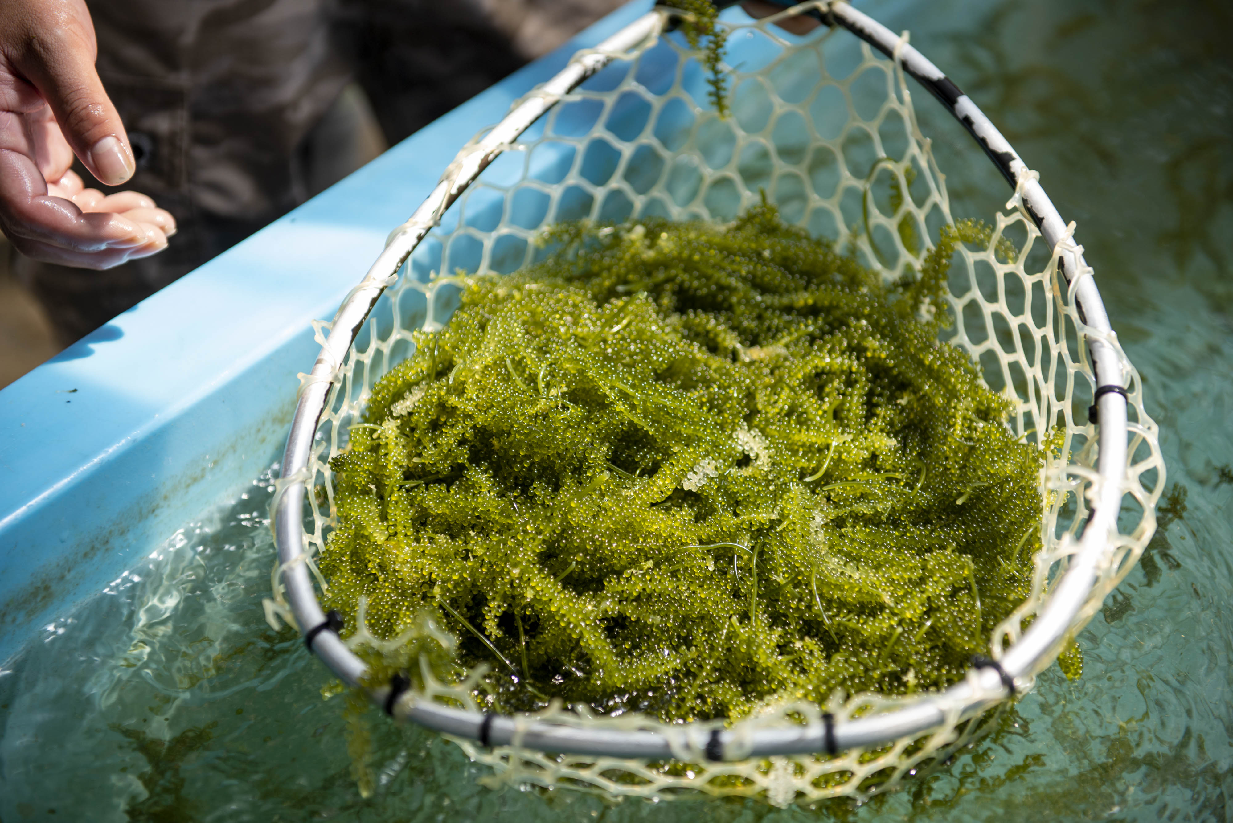 ぶどう 海 海ぶどうが賞味期限切れ！何日まで食べられる？どんな状態なら大丈夫？